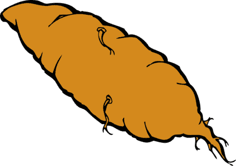 yam