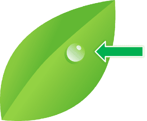 dew