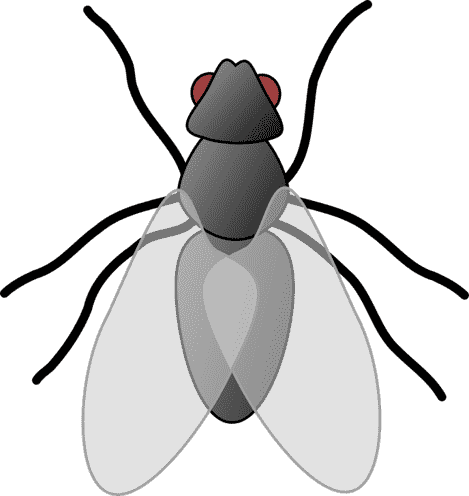 fly