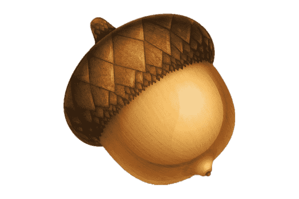 acorn