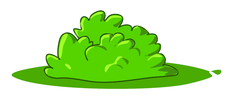 bush